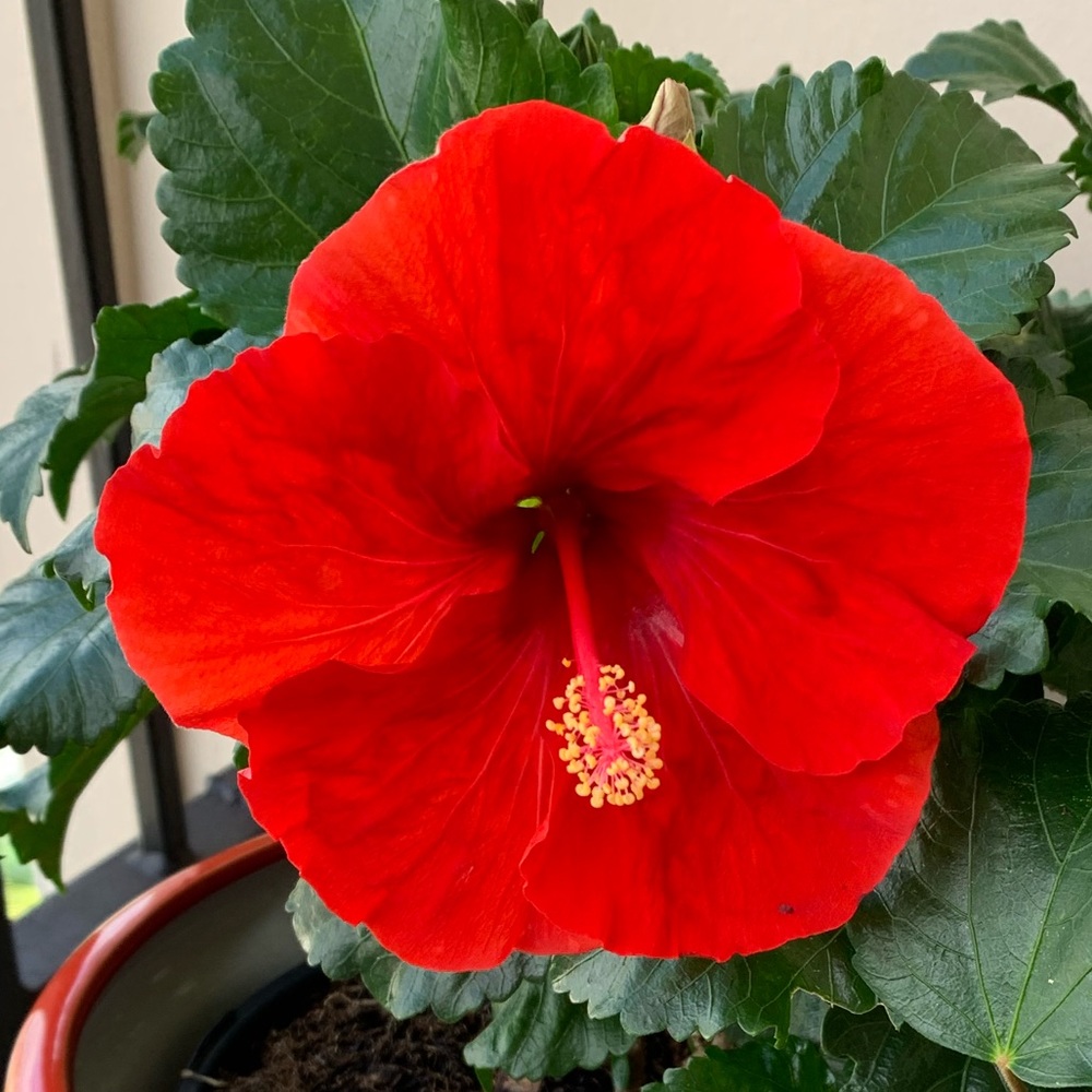 Meet your Posher, Joanna